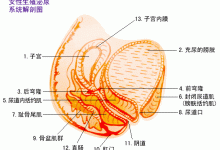 女人下面一紧一紧是什么情况(妹妹的“松紧”跟经常嘿嘿嘿有关系吗？)-HU网络